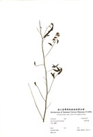 藏品(臺灣馬蘭)的圖片